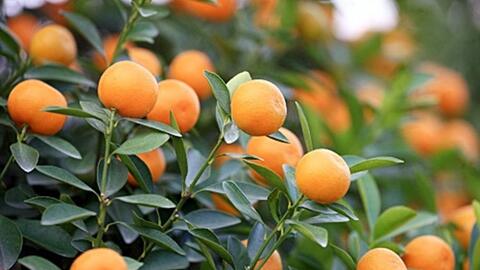 Tết Đinh Dậu " Rước Tài Lộc Bằng Cây Gì "